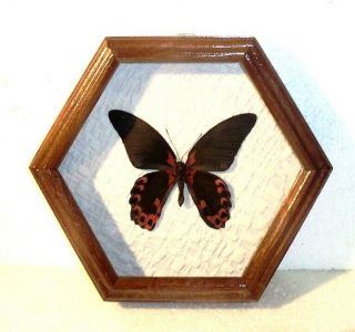 Papilio Rumanzovia.  Exotic Butterfly In A Frame Of Real Wood.