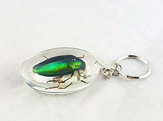 Real Jewel Beetle Bugs Green Taxidermy Keychain Insect Sternocera