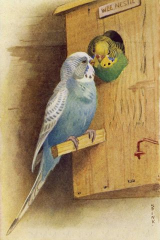 Vintage Bird Parakeets Budgies In Nesting Box By Spink Large Note Cards