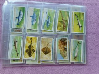 Complete Set Of 50 Vintage Fish Painting Cards From 1935