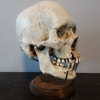 (2) Two Human Skull Stands Display / Skull Not / Real Bones