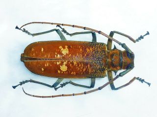 Monster Batocera Wyllei Female Giant Xxl Size 67mm,  Cerambycidae Cameroon