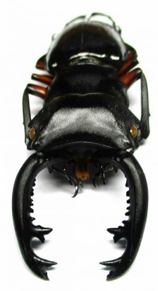 B002 Pa : Lucanidae: Odontolabis Imperialis Komorii Male 58.  5mm