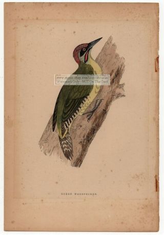 Green Woodpecker C1860 Morris Hand Colored Print