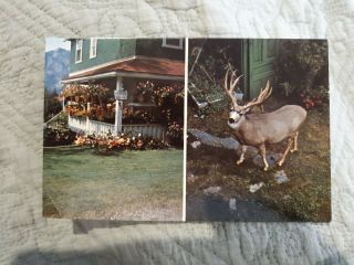 Douglas House,  Banff,  Alberta,  Canada - Vintage Postcard