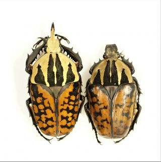 Mecynorrhina Oberthuri Decorata,  Pair,  Male 66 Mm,  Female 54 A1