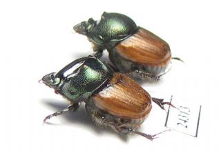 Scarabaeinae,  Onthophagus Sp. ,  Pair,  Zambia