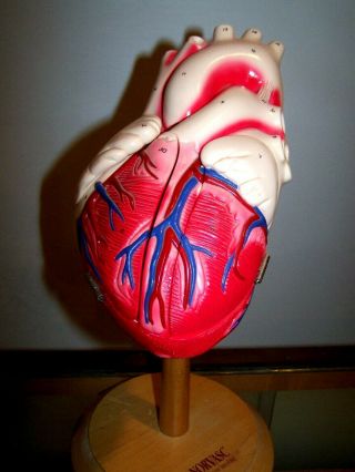 Anatomical Human Heart Motion Model Norvasc Pfizer Medical School Pharmacy Med.