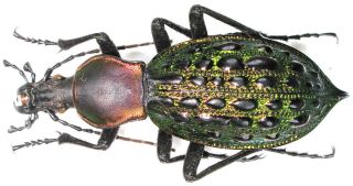 14.  Carabidae - Carabus (coptolabrus) Augustus Ssp.  Tongrenensis.  Female