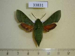 33831p Sphingidae Basiothia Medea F Madagascar