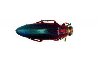 Beetle - Buprestidae - Chrysochroa Fulminans Nishiyamai - Simuk Island,  Indonesia