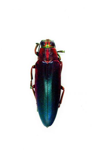Beetle - Buprestidae - Chrysochroa fulminans nishiyamai - Simuk Island,  Indonesia 2