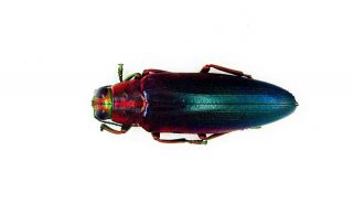 Beetle - Buprestidae - Chrysochroa fulminans nishiyamai - Simuk Island,  Indonesia 3