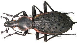 8.  Carabidae - Carabus (coptolabrus) Augustus Ssp.  Divus.  Male