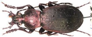2.  Carabidae - Carabus (ohomopterus) Esakii Ssp.  Shizuokaensis Female