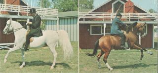 Oversized Arabian Horse Picture " Aaab - Abou " (left)