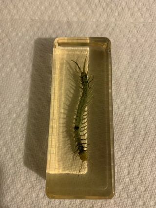Preserved Centipede Specimen In Resin Lucite Paperweight.