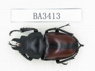 Beetle.  Neolucanus Sp.  China,  Yunnan,  Mt.  Daweishan.  1m.  Ba3413.