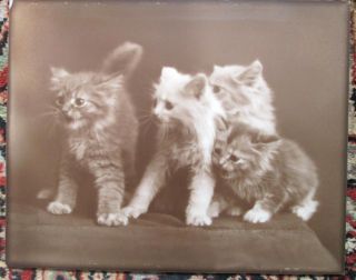 8 X 10 Photo On Milk Glass Sepia Toned Kittens / Cats Charming Framed 1910 Era