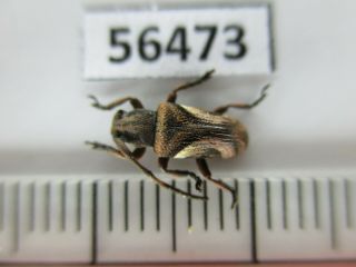 56473 Cerambycidae Sp.  New?.  Vietnam S.  A2
