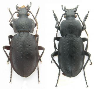 Beetles.  Carabidae.  Carabus (trachycarabus) Sibiricus Haeres N.  Fossulatus.  Pair
