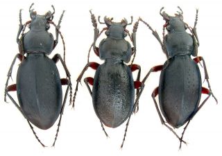 Insect.  Carabidae.  Carabus (trachycarabus) Besseri 3ex