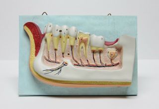 Dentist Dental Teeth Oral Anatomy Physiology Teaching Hanging Decoration Model
