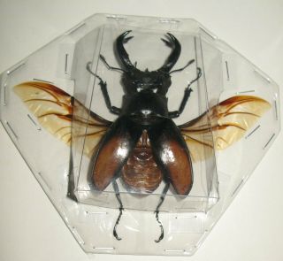 Real Giant Stag Beetle Hexarthrius Parryi Paradoxus Spread Taxidermy Entomology