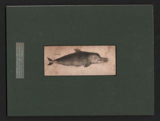 1792 Dolphin Matted Engraved Print Fish