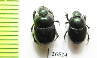 Scarabaeinae,  Onthophagus Viridis,  Pair,  Iri,  E.  Azerbaijan Prov.