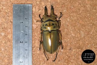 Lucanidae:allotopus Moellenkampi Babai 63mm From Southern Myanmar