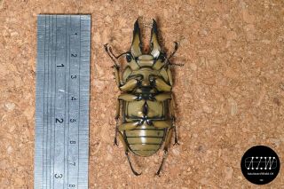 Lucanidae:Allotopus moellenkampi babai 63mm from Southern Myanmar 2