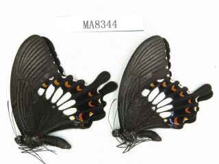 Butterfly.  Papilio Polytes Ssp.  China,  W Yunnan,  S Mt.  Biluoxueshan.  2m.  Ma8344.