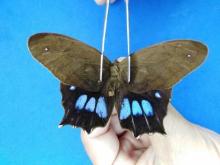 Lepidoptera Nymphalidae Sp.  From Peru