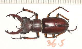Lucanidae Lucanus Wuyishanenis 36.  5mm E.  China Fujian Prov.