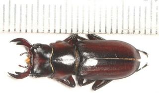 Lucanidae Digonophorus Sp.  W.  Yunnan