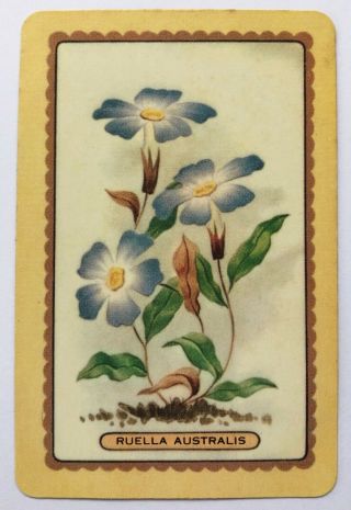 Vintage Coles Swap Card - Named Flowers - Ruella Australis