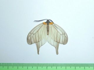 282 Insects Moths Zygaenidae Elcysma Westwoodi Russia Primorye