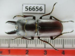 56656 Lucanidae: Prosopocoilus Sp?.  Vietnam S.  Bao Loc Rare