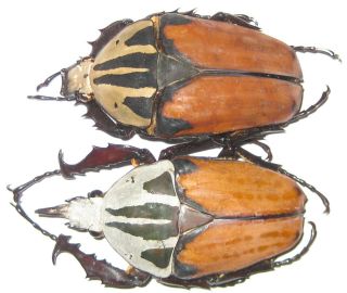 Cetoniinae Mecynorrhina Oberthuri Unicolor Pair A1 - Male 56mm (tanzania)