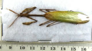 Beetles,  (2475),  Mantidae,  Mantidae Ssp.