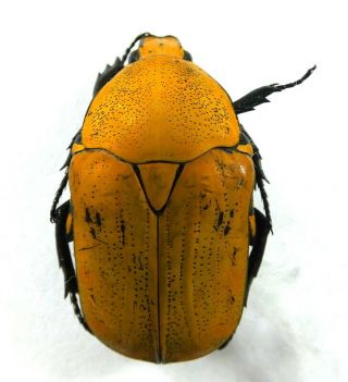 Beetles,  (2458),  Cetonidae,  Euchroea Benezecki