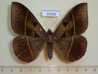 35365p Noctuidae Cyligramma Joa Madagascar