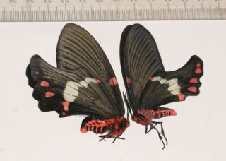 Epicopeiidae Epicopeiinae Epicopeia Day Flying Moth Tibet