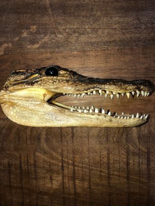 Alligator Head 5 - 6 Inches Real Gator Reptile Croc