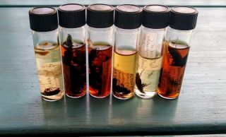 Odd Real BUGS in a jar Taxidermy preserved wet specimen INSECTS Creepy Weird 2
