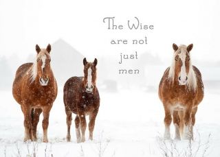 The Wise Are Not Just Men Belgian Horse Christmas Cards