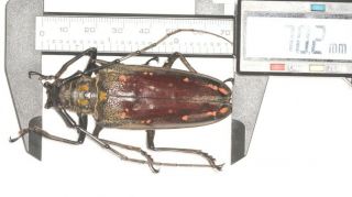 Cerambycidae Cerambycinae Batocera 70.  2mm Tiebt