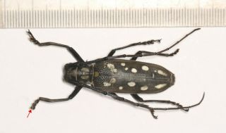 Cerambycidae Cerambycinae Longhorn Beetle Batocera W.  Sichuan 2