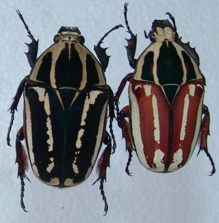 Mecynorrhina Ugandensis,  Female A 55 Mm,  Female A 53 Mm